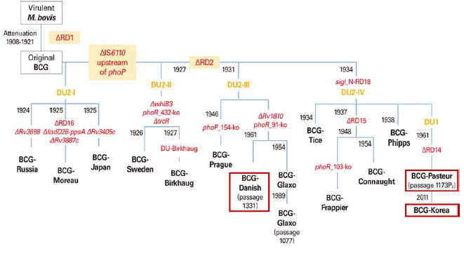 BCG균주의 유전적 다양성