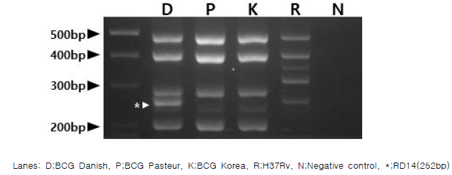 BCG sub-strain 확인 시험 결과