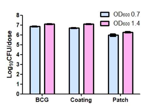 OD600값에 따른 BCG 배양액, 코팅용액, 마이크로니들패치의 역가