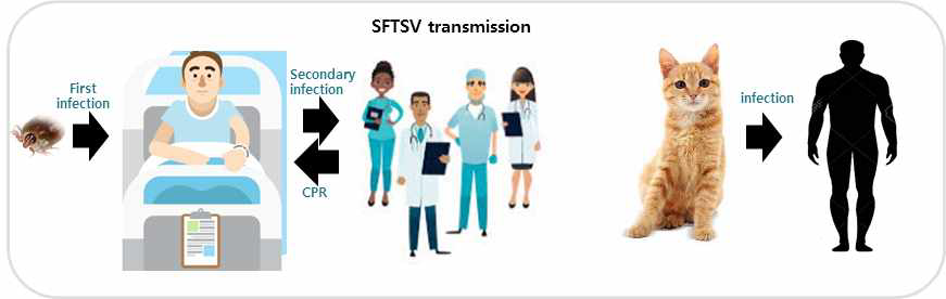 SFTSV의 인체 발병 원인 및 전파경로