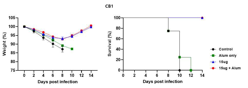 CB1 바이러스에 대한 페럿에서 체중 및 생존율 측정결과