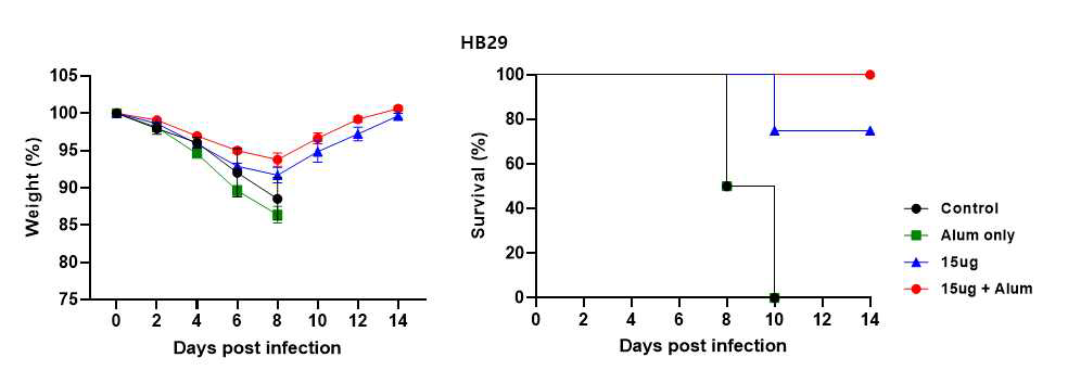 HB29 바이러스에 대한 페럿에서 체중 및 생존율 측정결과