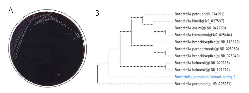 백일해 균주 확보 및 계통 확인. A, 동결되어 보관 중이던 백일해 선택 배지인 Regan-Lowe Charcoal agar에서 계대배양. B, single colony에서 sequencing 분석을 이용해 백일해 균주의 계통을 확인