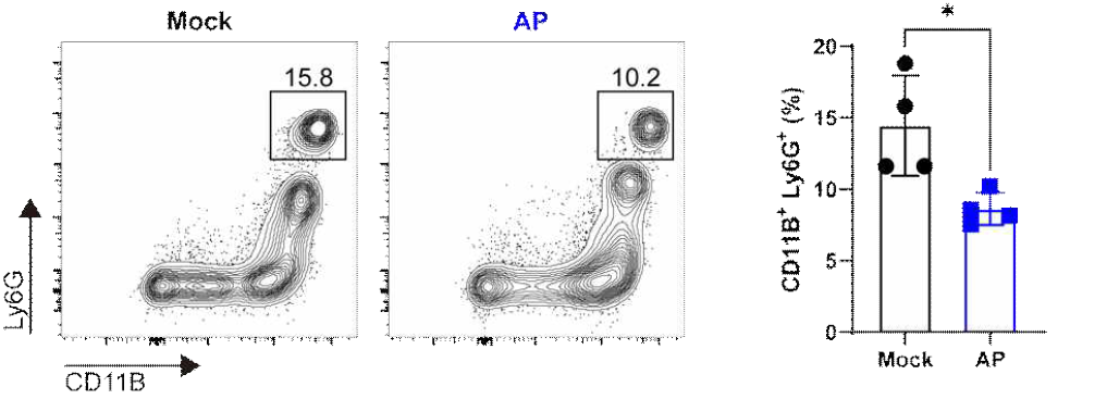 백일해 감염 후 폐조직에서 Neutrophil(CD11b+ Ly6G+) 비교를 통한 감염 비교 확인