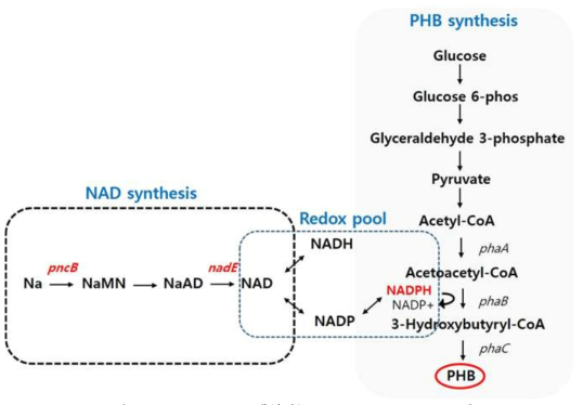 NAD+를 생성하는 nicotinamide salvage 경로