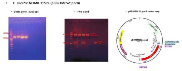 pBBR1MC2-pncB 유전자 vector map