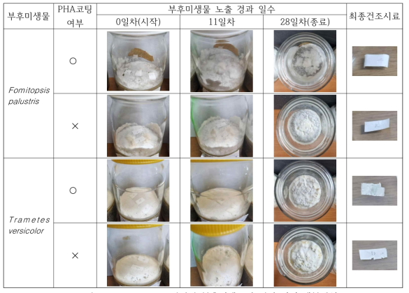 PHA 코팅지의 부후미생물에 의한 간이 생분해성