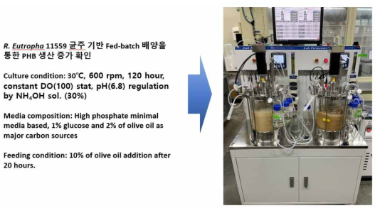 R. eutropha 11599 균주를 이용한 fed-batch 배양 조건