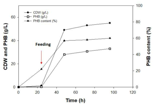 R. eutropha 11599 균주 기반 oil feeding을 통한 PHA 생산 결과