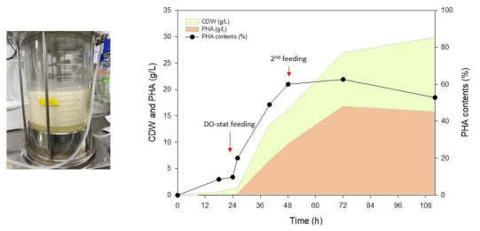 D.O stat 기반 fed batch 배양 기술 최적화 PHA 생산 결과