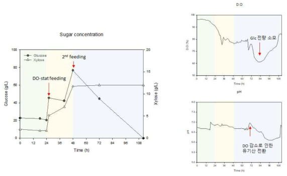 DO stat 기반 fed-batch 배양 시 당 농도, DO 값 변화, pH 값 변화
