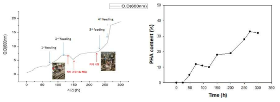 시간 대비 미생물 성장량 및 PHA 함량