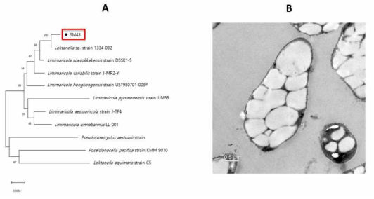 신규 PHA 생산 균주 발굴 (A) 신규 균주 유전자계통 분석결과 (B) 신규 균주 TEM 사진