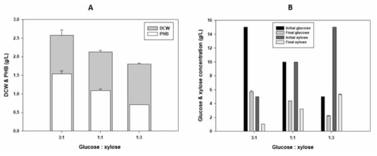 산림바이오매스 모사 당화액별 PHA 생산 (A) Glucose : xylose 비율에 따른 DCW, PHB 생산량 비교 (B) Glucose : xylose 비율에 따른 당 소모량 비교