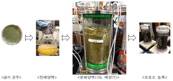 랩스케일 규모의 KMF006 조효소 생산과정