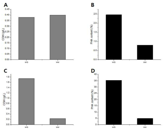 5-HMF 존재 유무에 따른 Bacillus sp., Halomonas sp. 균주의 성장 및 PHA 생산율 변화