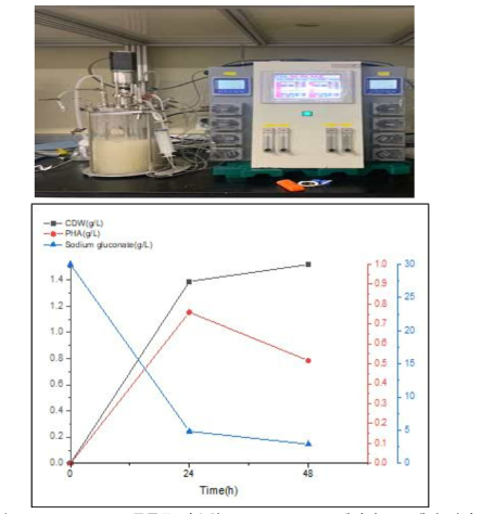Ralstonia 균주를 이용한 1L jar fermentor에서의 PHA 생산 결과