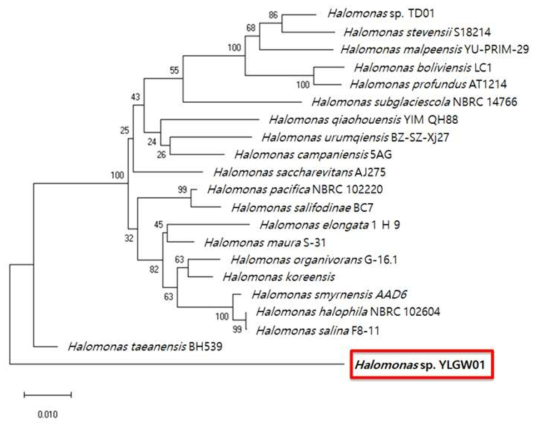 YLGW01의 Phylogenetic tree