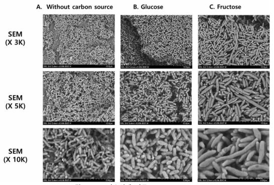 탄소원에 따른 SEM micrograph