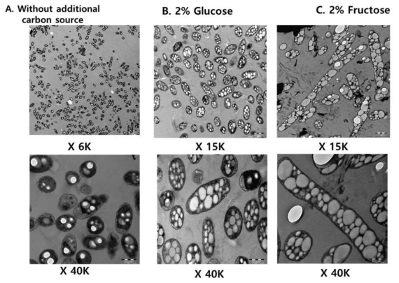 탄소원에 따른 TEM micrograph