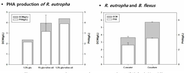 Olive oil과 B. flexus가 R. eutropha의 PHA 생산에 미치는 영향