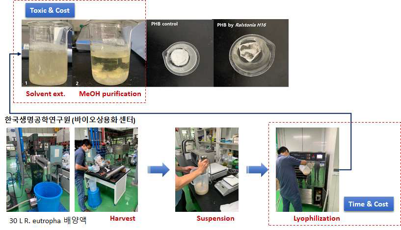 배양액에서의 미생물 회수 및 PHA 추출 정제 결과