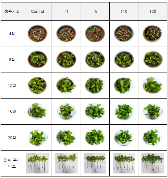 20일 동안 상추 생육 결과