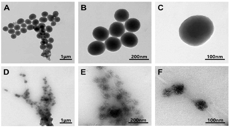 (A-C) 실리카 나노입자의 투과주사현미경 이미지, (D-F) 셀룰로오스 나노섬유에 부착된 실리카 나노입자의 투과주사현미경 이미지