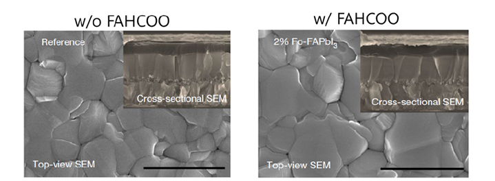 FAHCOO 첨가량에 유무에 따른 페로브스카이트 광흡수층의 SEM 이미지