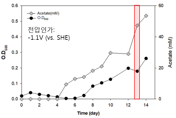 CO2공급 전극생물반응기 운전을 통한 바이오매스 및 생성물(아세트산) 농도증가