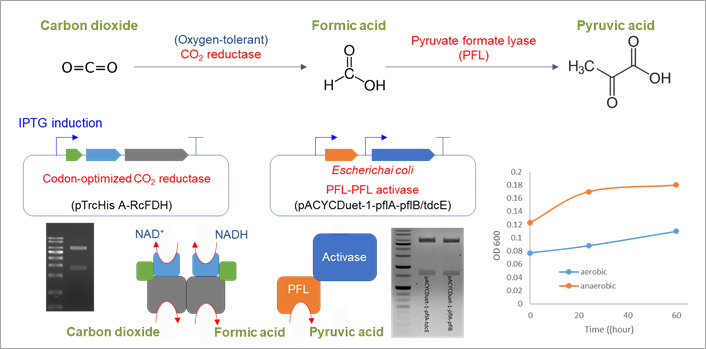 CO2 reductase-PFL (pyruvate formate lyase) 구축