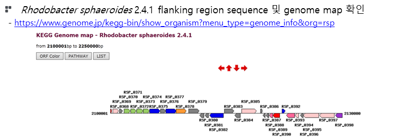 Rhodobacter sphaeroides 2.4.1의 genome map