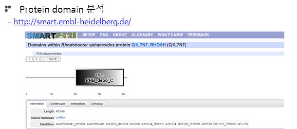 Rhodobacter sphaeroides 2.4.1의 단백질 domain 분석