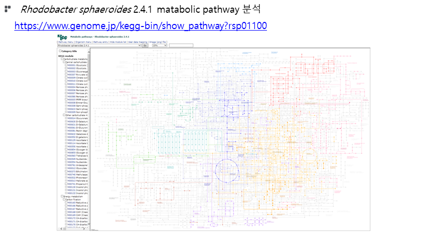 Rhodobacter sphaeroides 2.4.1의 metabolic pathway 분석