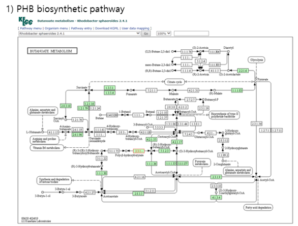 R.sphaeroides 2.4.1 내 PHB 생합성 경로