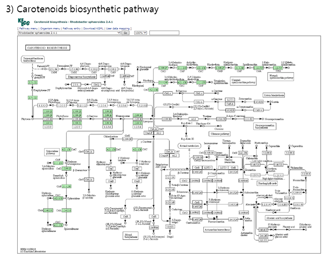 R.sphaeroides 2.4.1 내 carotenoides 생합성 경로