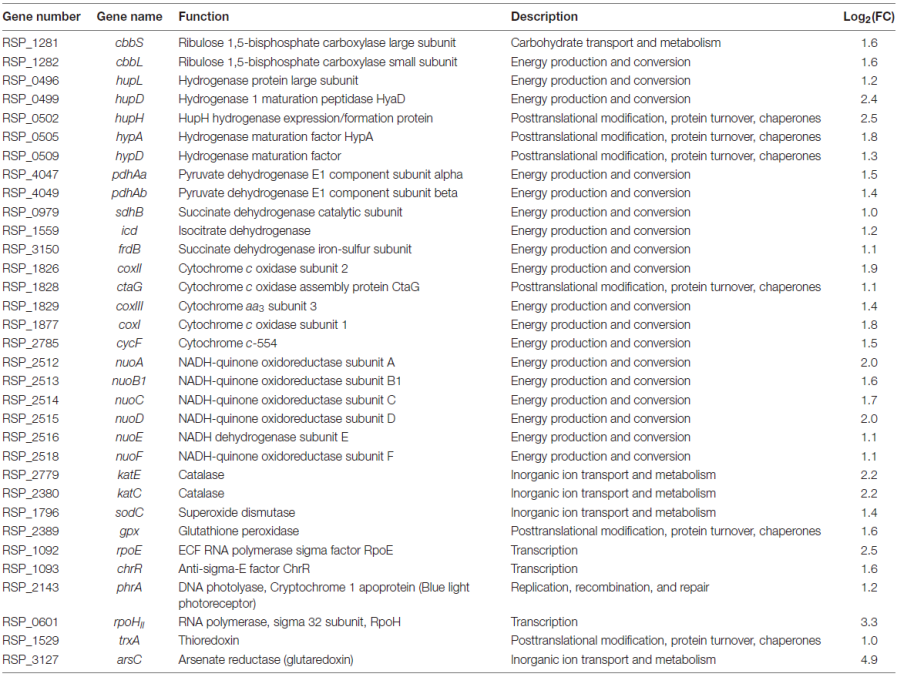 야생형 R. sphaeroides와 YR-1의 transcriptomic analysis 결과