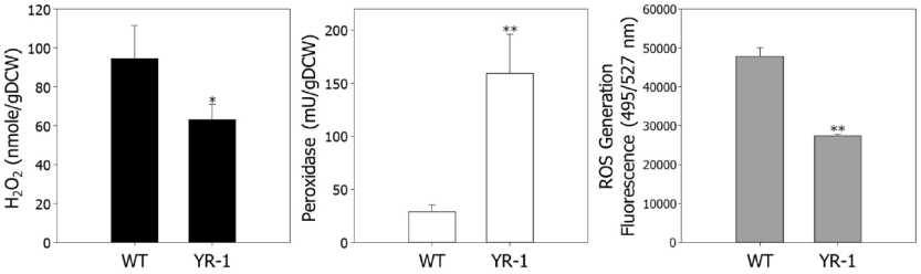 야생형 R. sphaeroides와 YR-1의 ROS 및 peroxidase 분석 결과