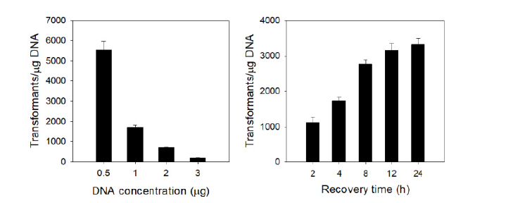 Electroporation 조건 최적화 (plasmid DNA 및 recovery time)