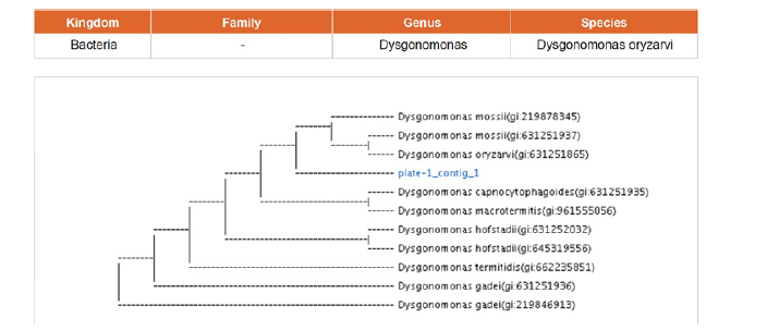 16S rRNA 서열 분석에 의한 phylogenetic analysis