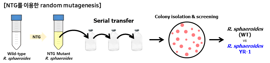 NTG를 이용한 random mutagenesis 실험 과정