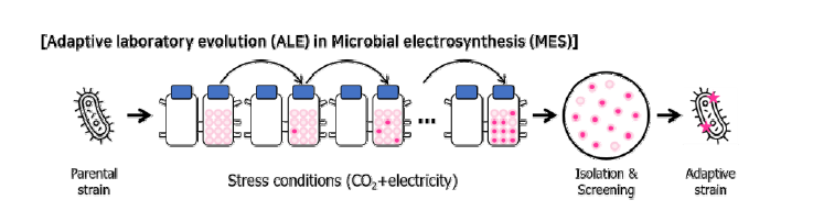 전기활성 미생물 촉매의 적응 진화 모식도