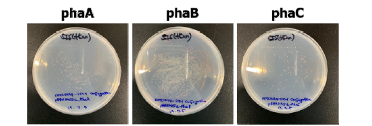 PHB 생합성 유전자를 추가 발현시킨 미생물 촉매 확보 결과