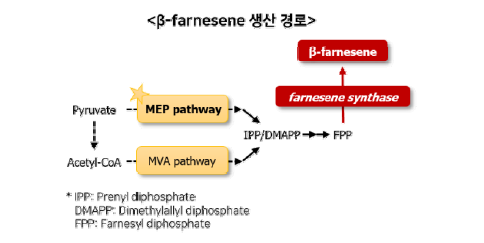 β-farnesene 생합성 경로