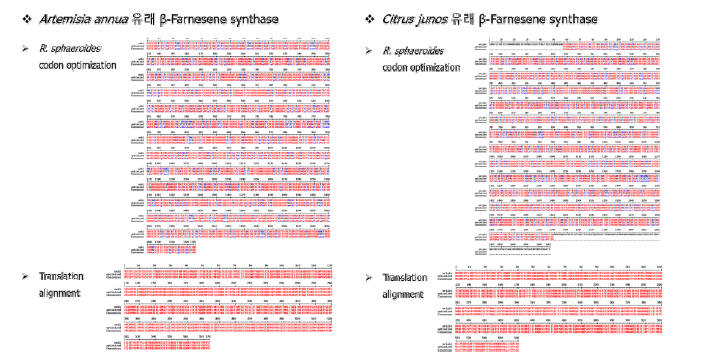 β-farnesene synthase의 codon optimzation 결과