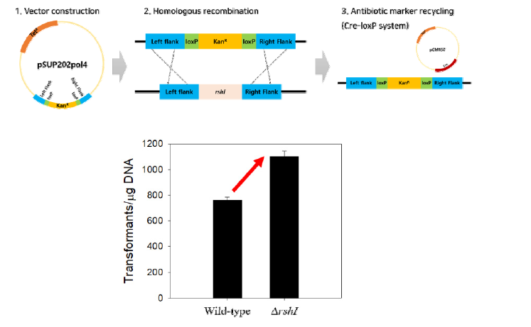 Homologous recombination을 이용한 rshI 유전자 knockout 과정 모식도 (상) 및 미생물 촉매의 electroporation 형질전환 효율 결과 (하)