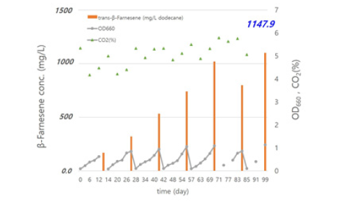 추출 용매 농축 후 β-farnesene 생산 결과