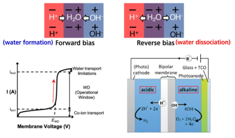 양극성 막의 물 형성반응과 물 해리반응