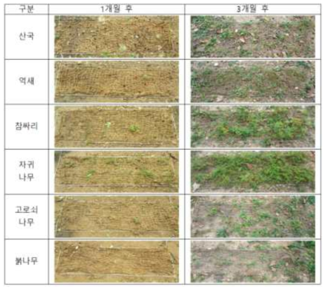종자형 식생매트(Type 1) 시험지 변화 상황