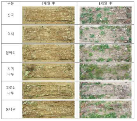 종자형 식생매트(Type 2) 시험지 변화 상황